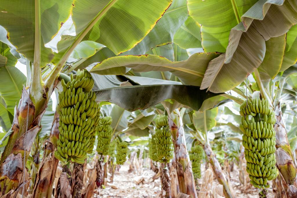 Banany na plantacji