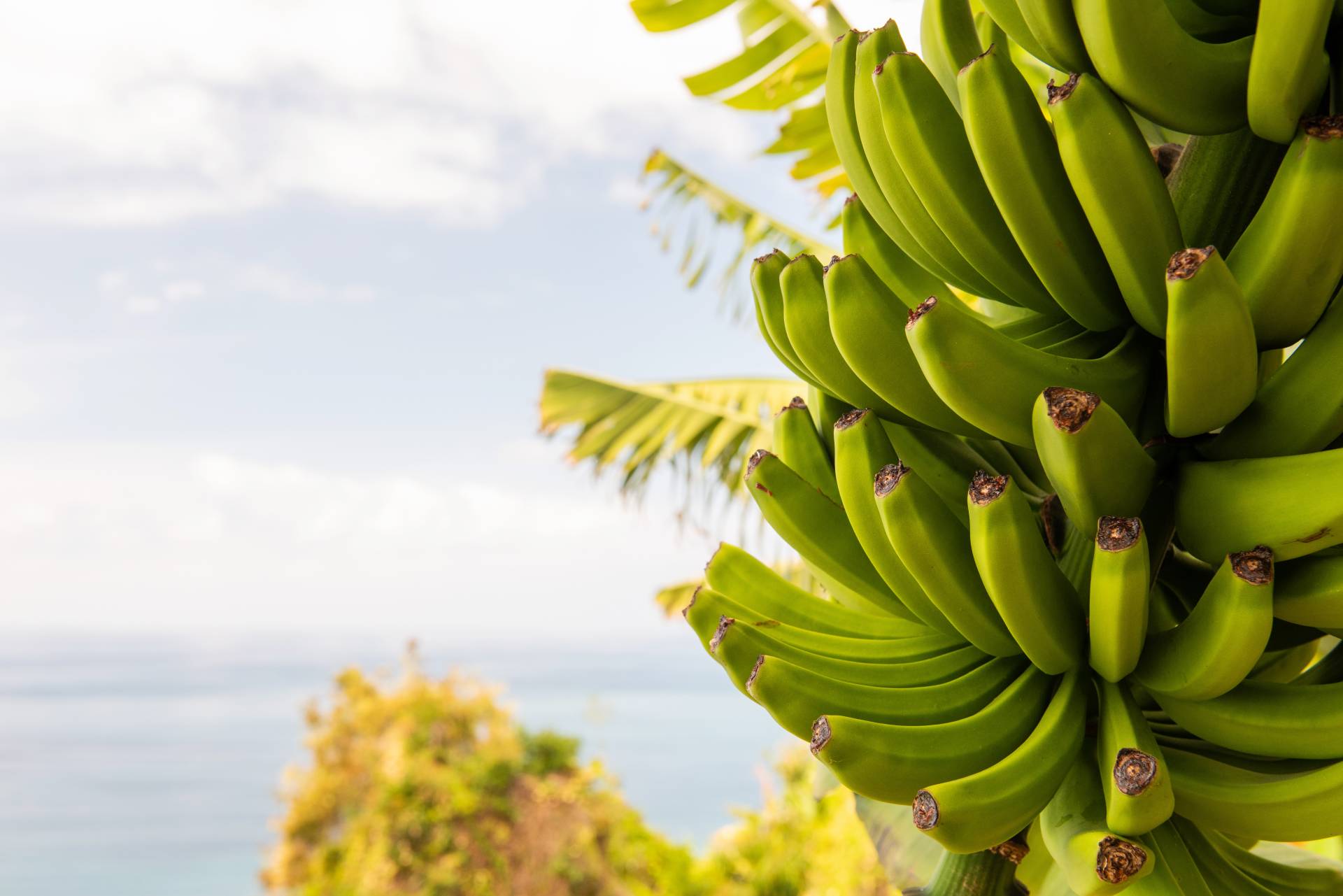 Jak rosną banany
